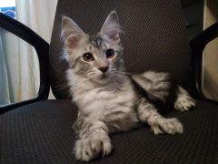 Полидактильная кошка Шани