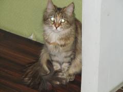 Кошка мейн кун Юки (IMG_0275)