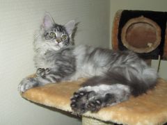 Полидактильная кошка Минни (3481)