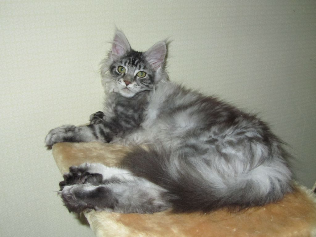 Полидактильная кошка Минни (3484)