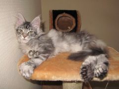 Полидактильная кошка Минни (3486)