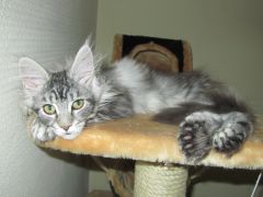 Полидактильная кошка Минни (3489)