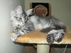Полидактильная кошка Минни (3491)