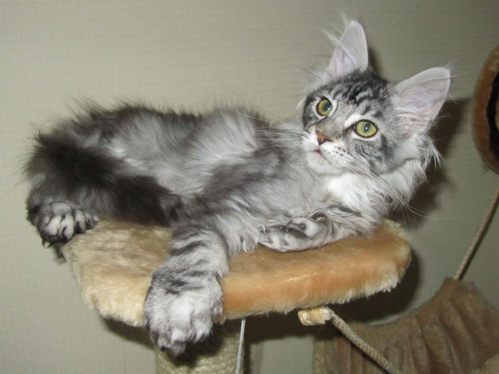 Полидактильная кошка Минни (3493)