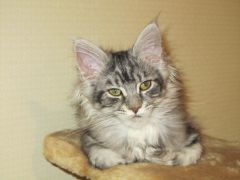 Полидактильная кошка Минни (3499)