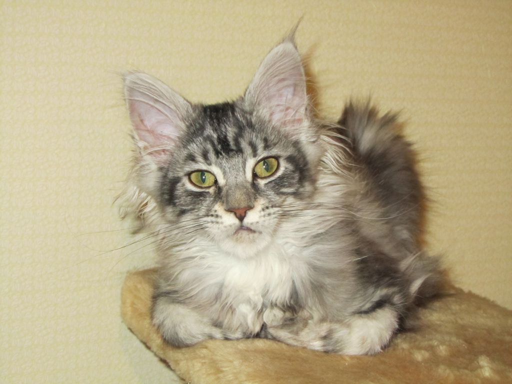 Полидактильная кошка Минни (3501)