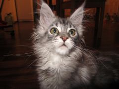 Полидактильная кошка Мини (3445)