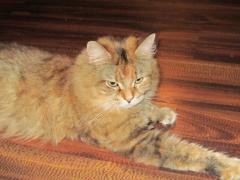 Кошка мейн кун Юки (IMG_0351)