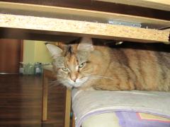 Кошка мейн кун Юки (IMG_0366)