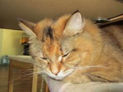 Кошка мейн кун Юки (IMG_0372)