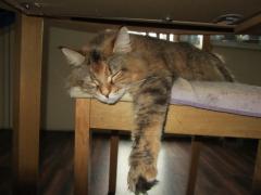 Кошка мейн кун Юки (IMG_0374)