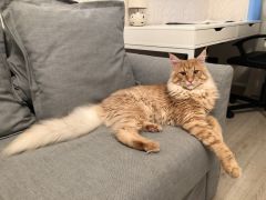 Кот мейн-кун Шпротик (19)