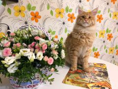 Кот мейн-кун Шпротик (24)