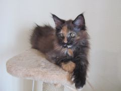 Полидактильная кошка Жасмин (3)