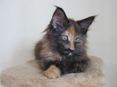 Полидактильная кошка Жасмин (6)