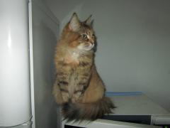Кошка мейн кун Юки (IMG_0381)