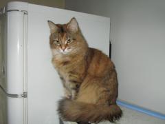 Кошка мейн кун Юки (IMG_0383)