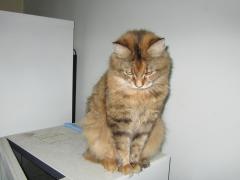 Кошка мейн кун Юки (IMG_0387)