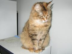 Кошка мейн кун Юки (IMG_0390)