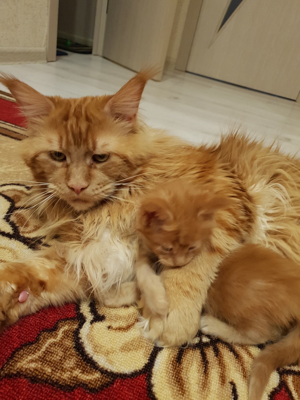 Полидактильный кот Марс (22)