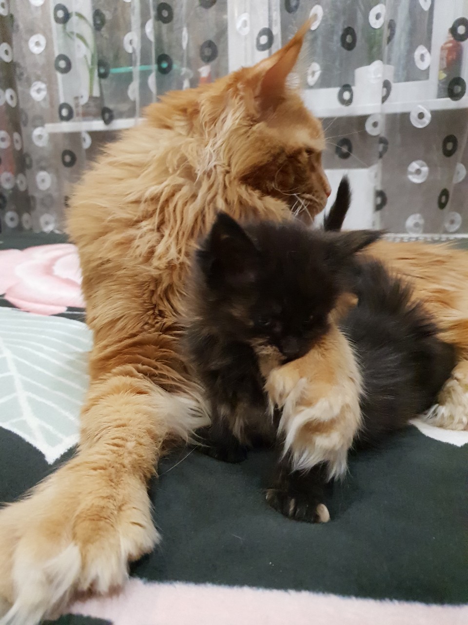 Полидактильный кот Марс (24)
