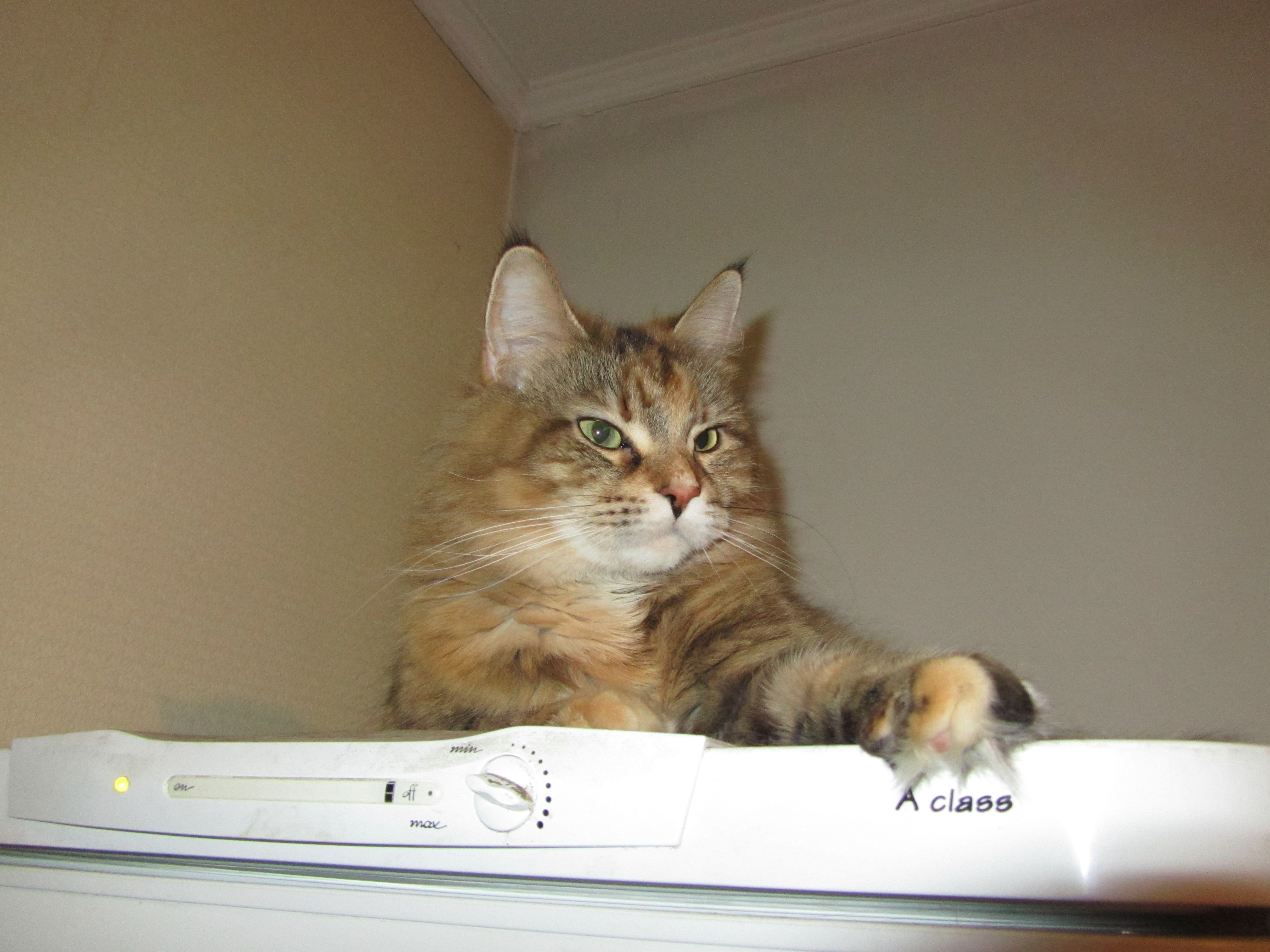 Кошка мейн кун Юки (IMG_0400)