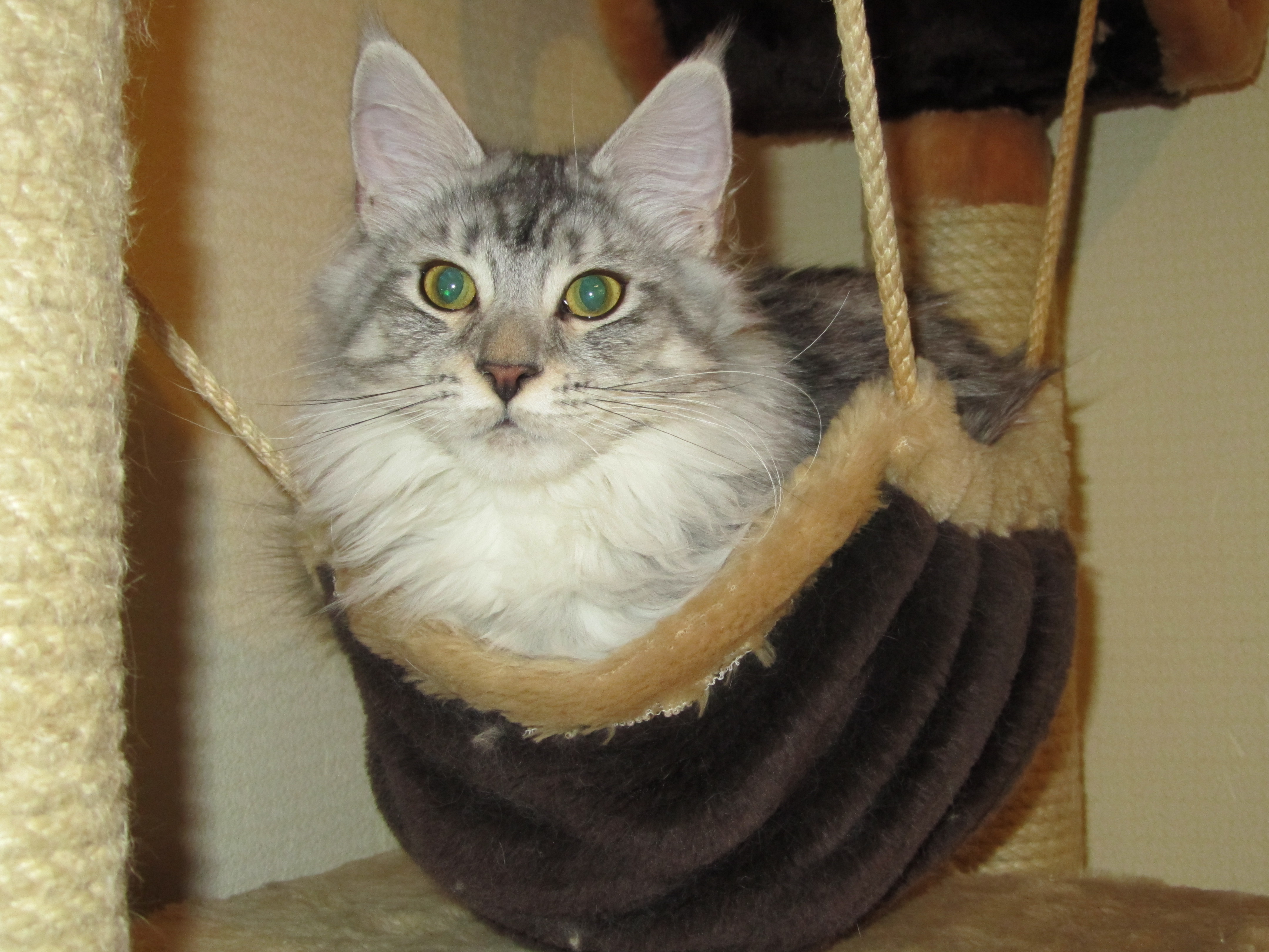 Мать котят кошка мейн-кун Шани