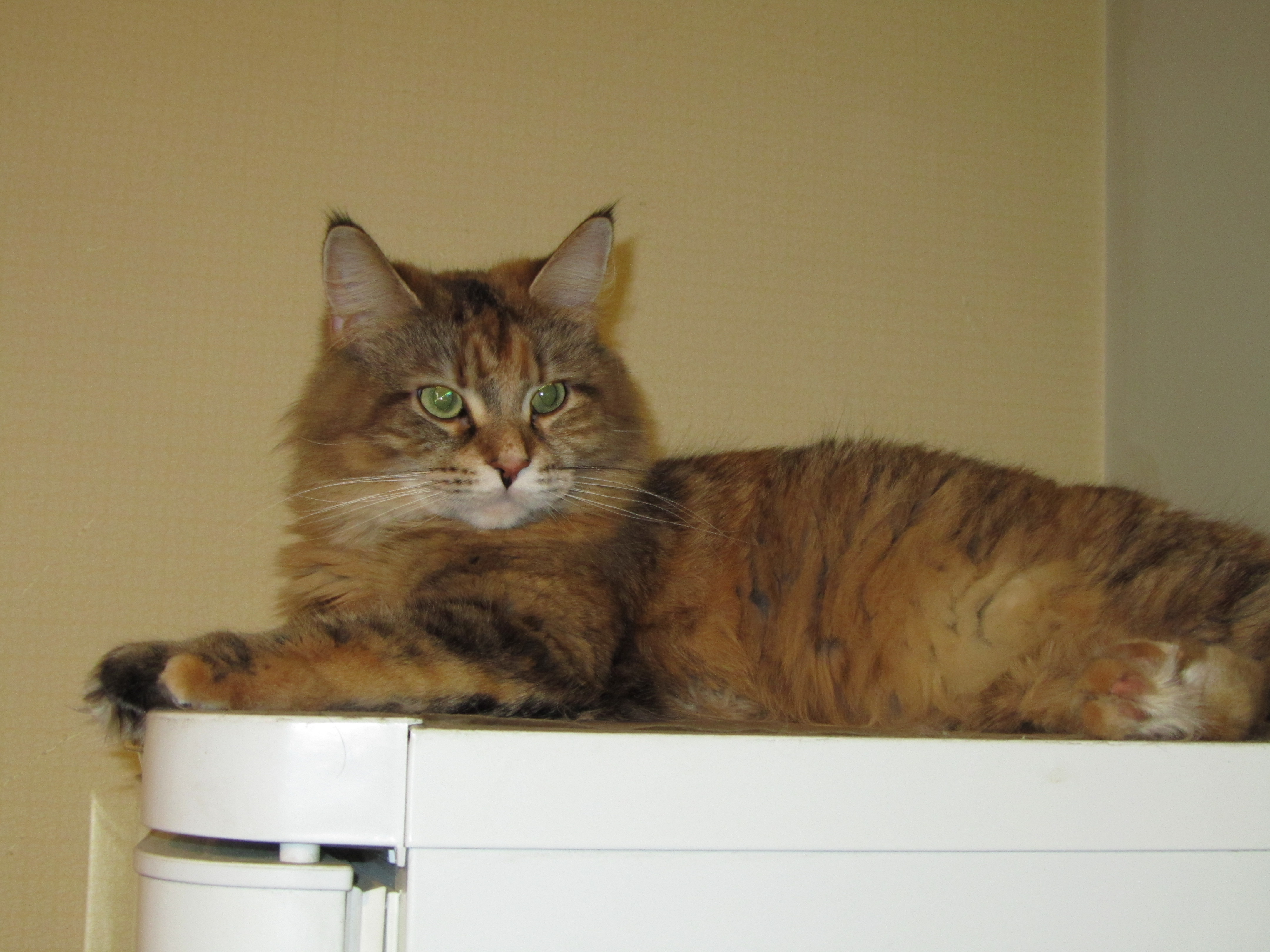 Кошка мейн кун Юки (IMG_0403)