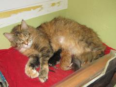 Котята мейн кун (IMG_0494)