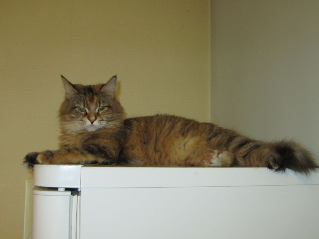 Кошка мейн кун Юки (IMG_0404)