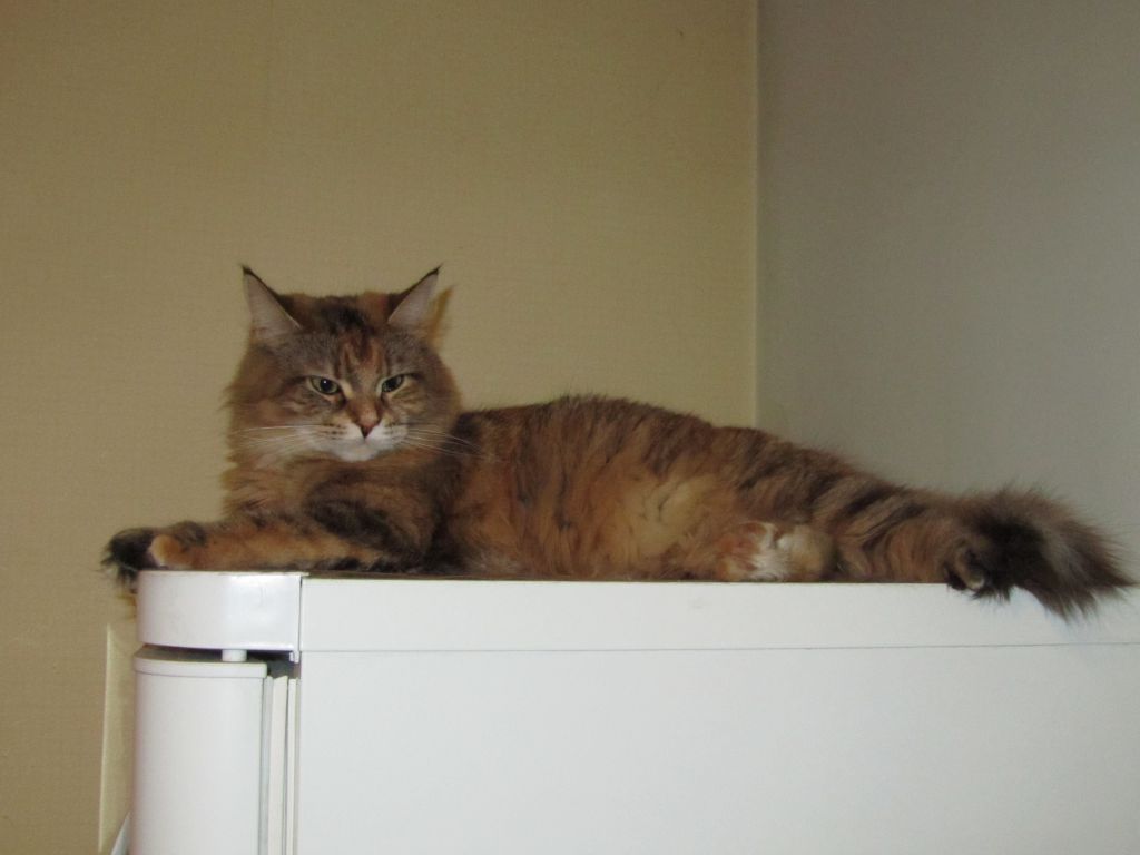 Кошка мейн кун Юки (IMG_0405)