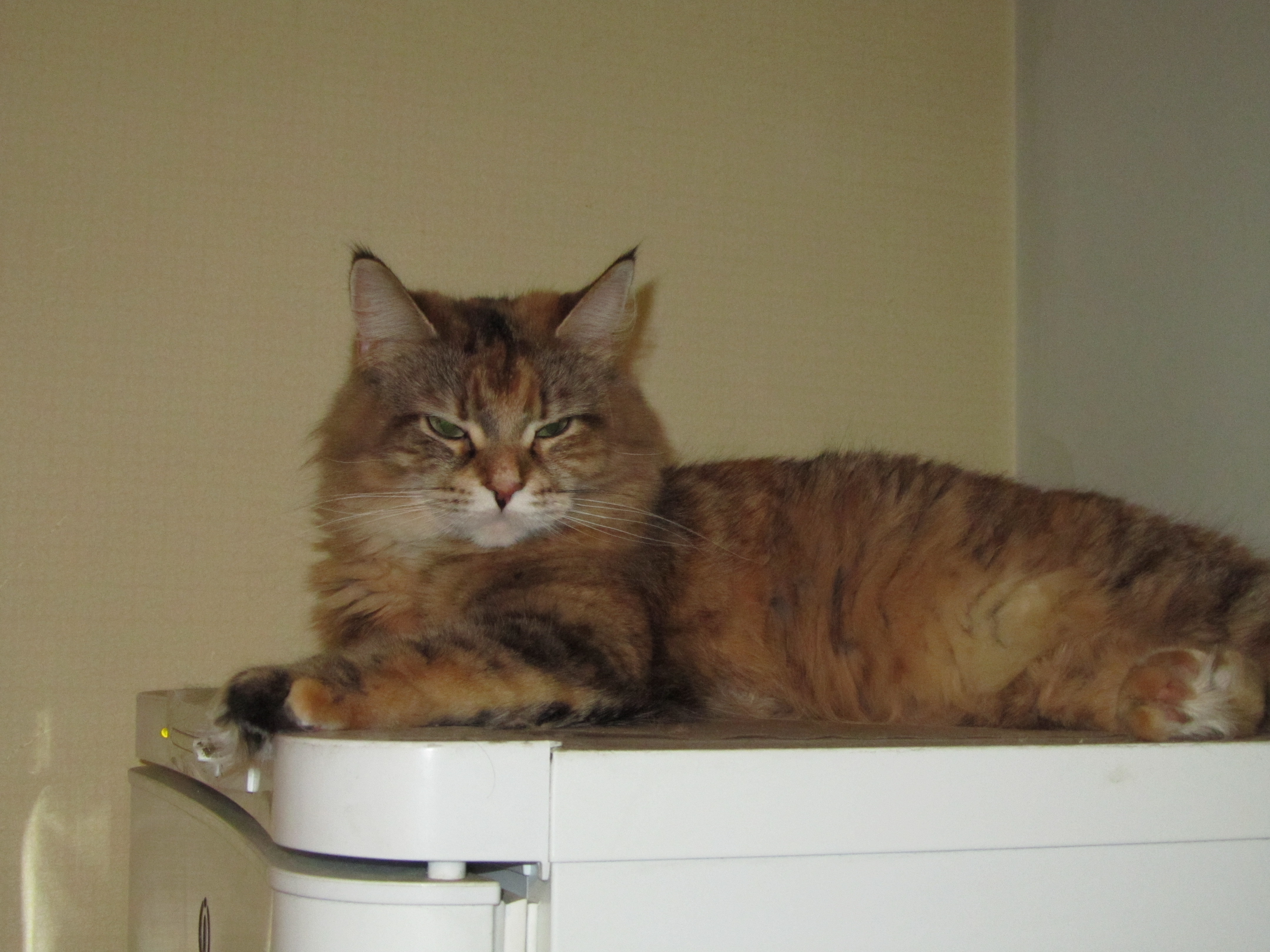 Кошка мейн кун Юки (IMG_0406)