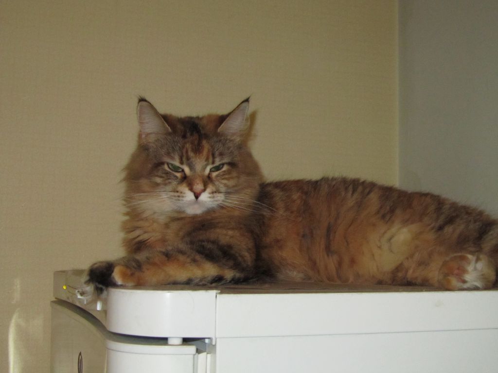 Кошка мейн кун Юки (IMG_0406)