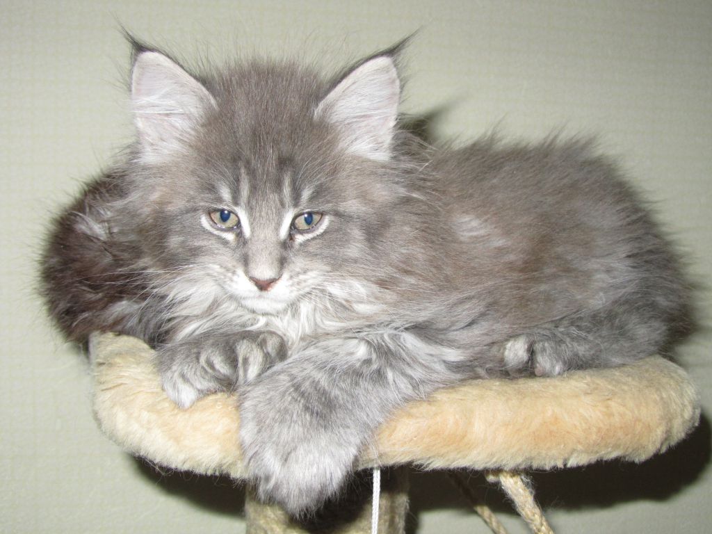 Котята мейн-кун (8-145)