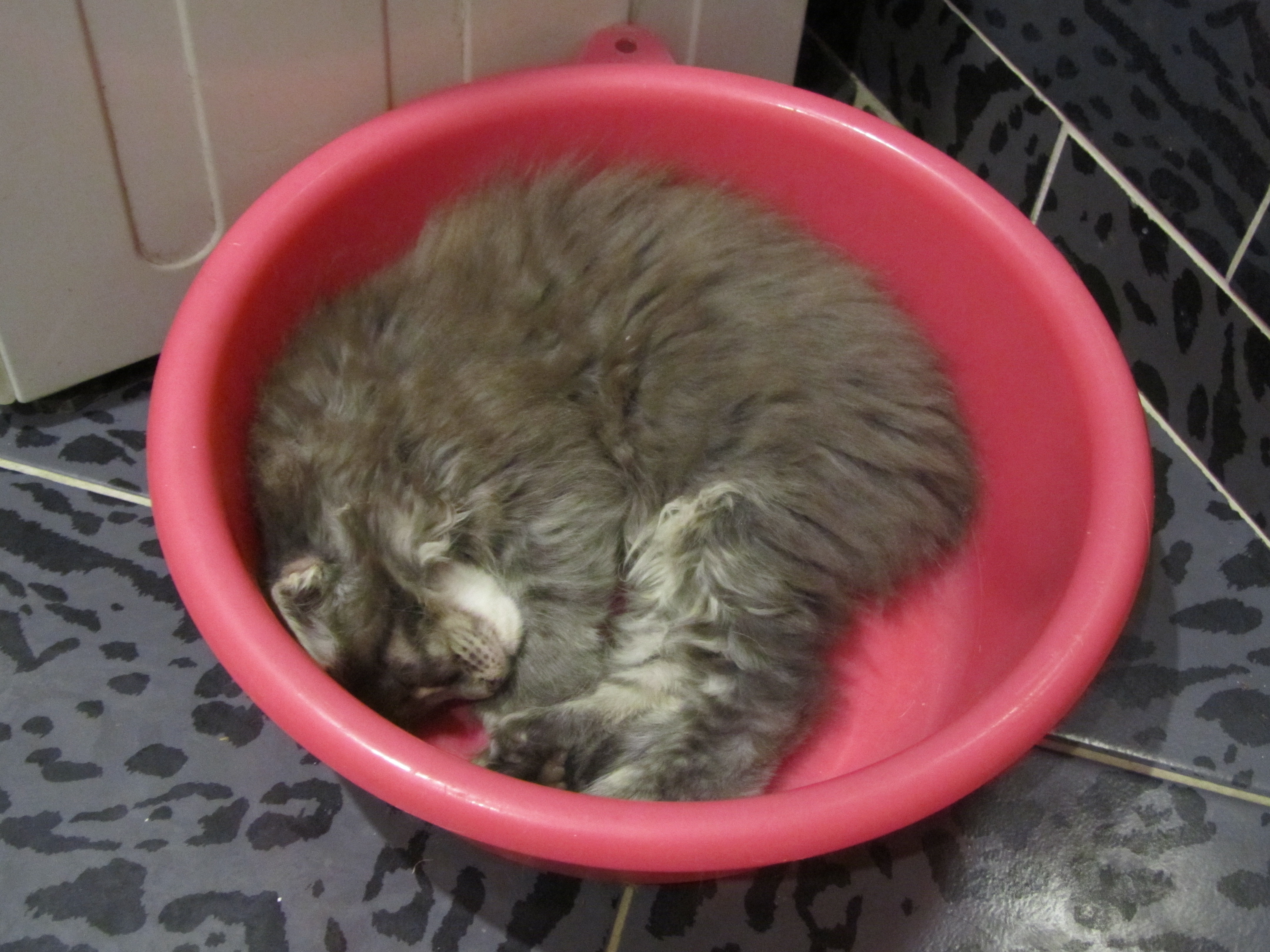 Котята мейн-кун (8-150)