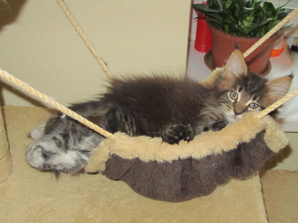 Котята мейн-кун (8-153)