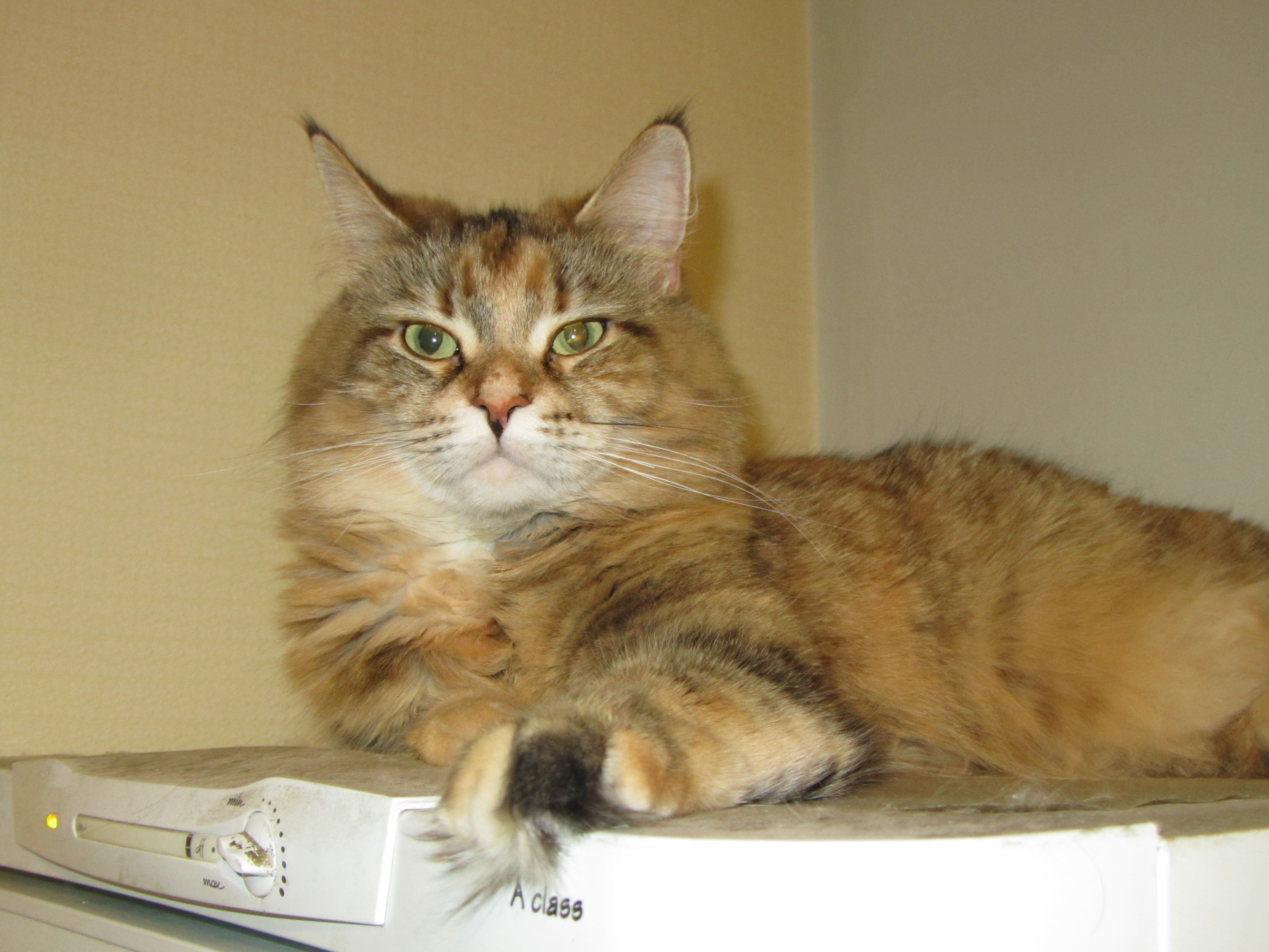 Кошка мейн кун Юки (IMG_0408)
