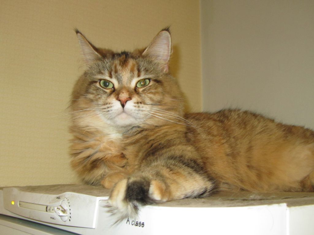 Кошка мейн кун Юки (IMG_0408)