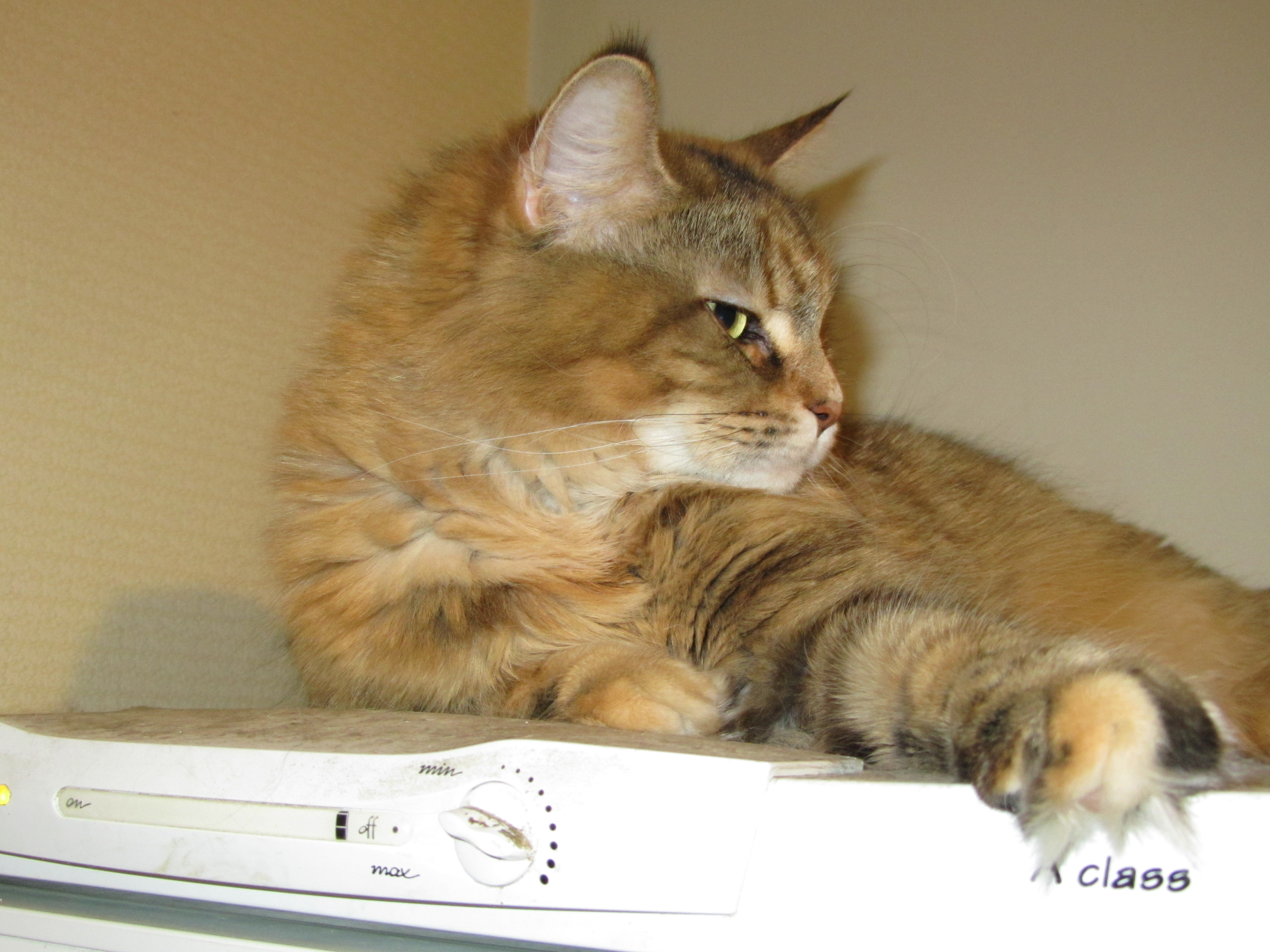 Кошка мейн кун Юки (IMG_0409)