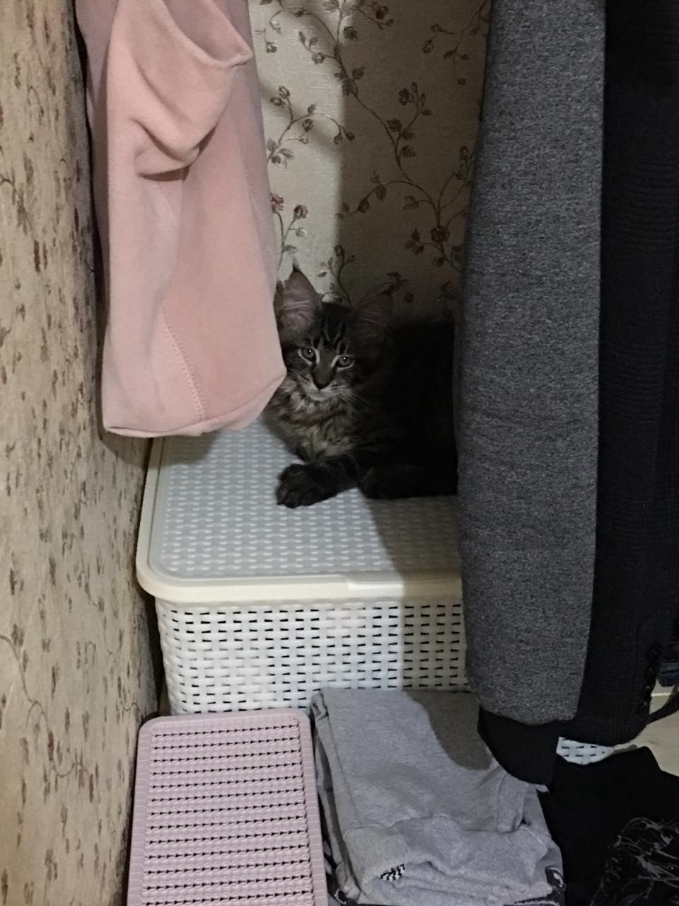 Кот мейн-кун Арнольд (2)