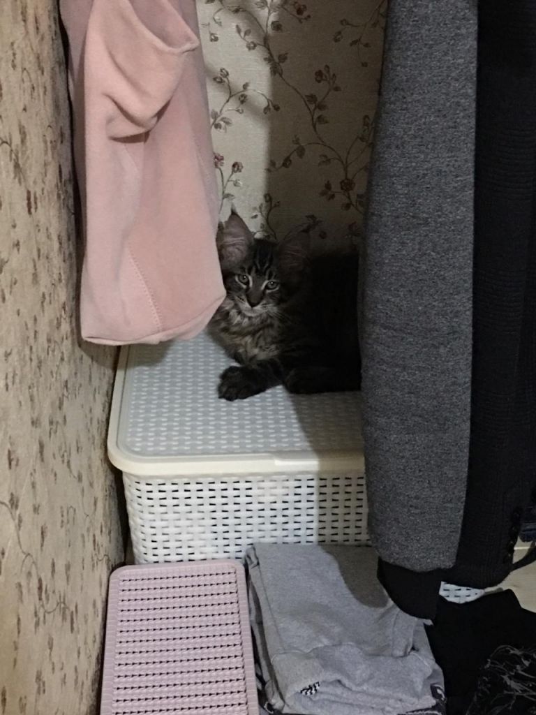 Кот мейн-кун Арнольд (2)