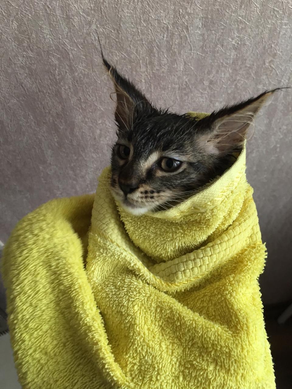 Кот мейн-кун Арнольд (5)