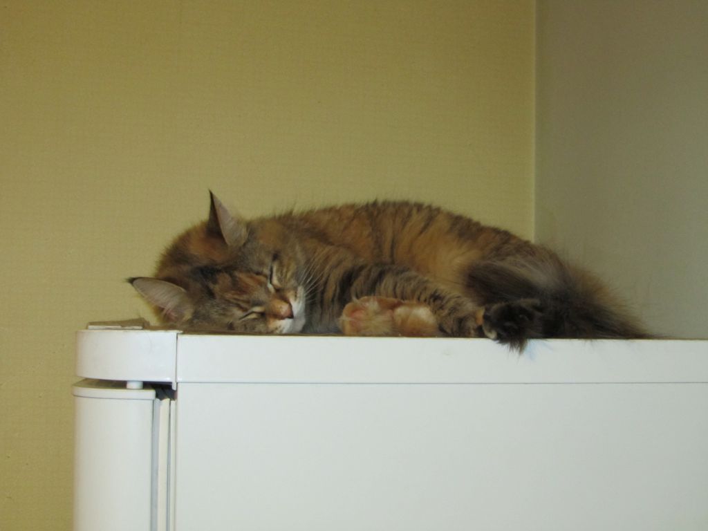 Кошка мейн кун Юки (IMG_0410)