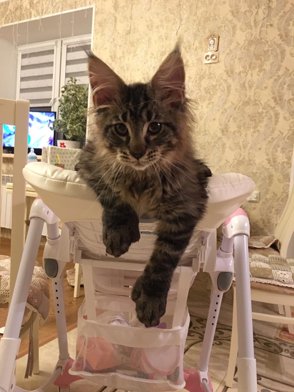 Кот мейн-кун Арнольд (18)