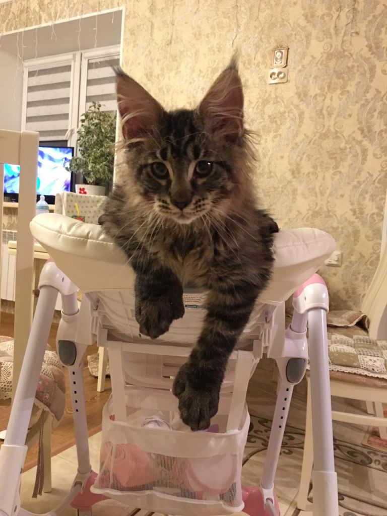 Кот мейн-кун Арнольд (18)