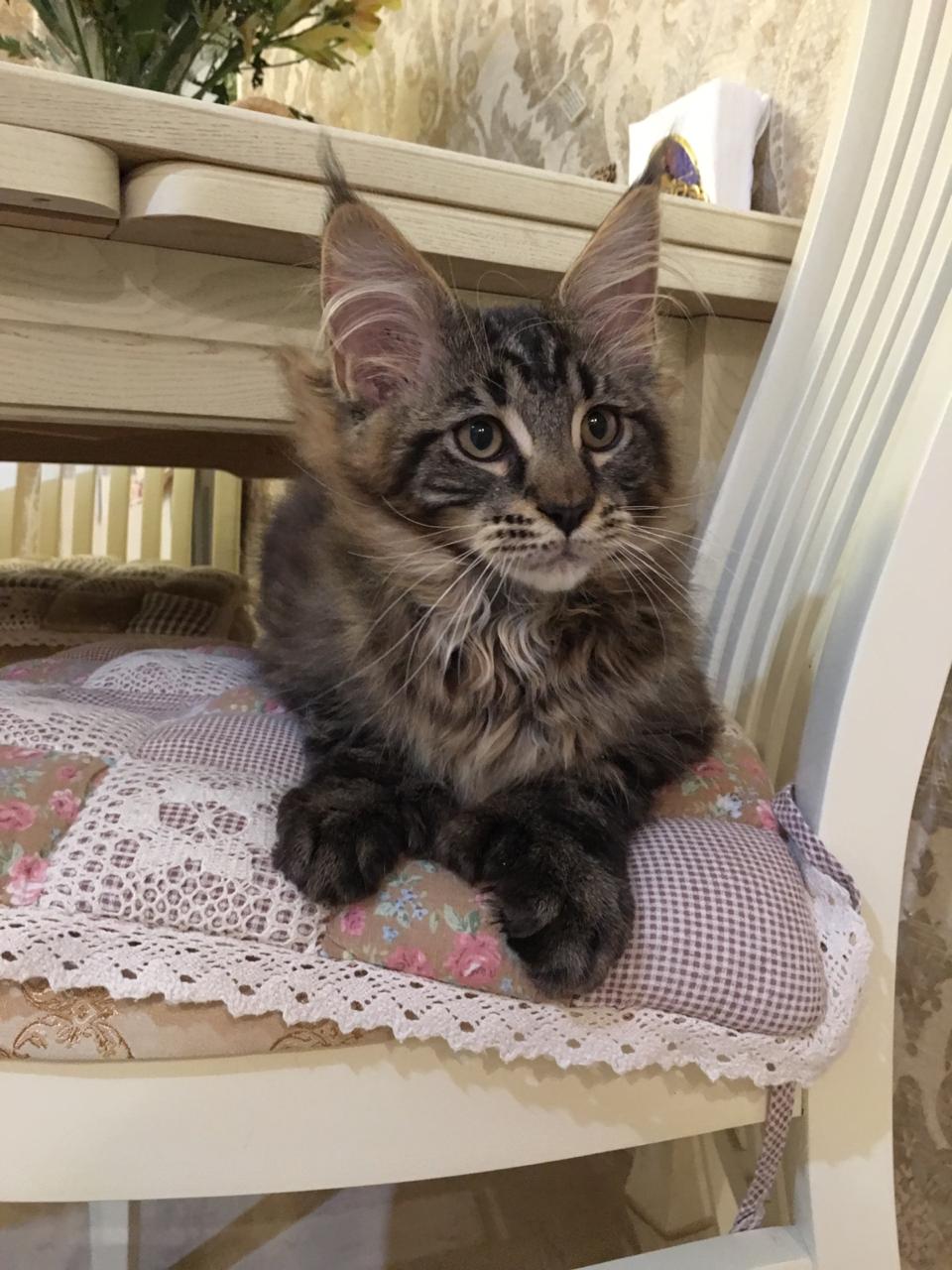 Кот мейн-кун Арнольд (19)