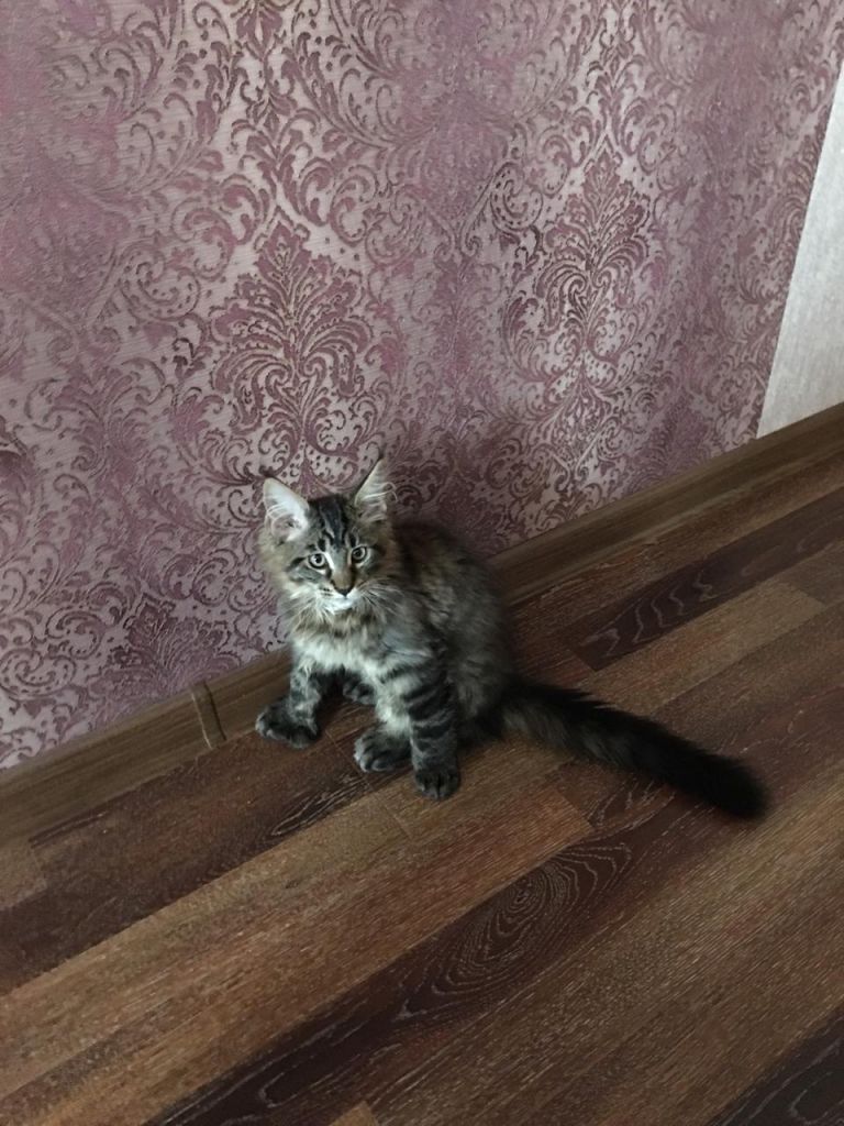 Кот мейн-кун Арнольд (20)