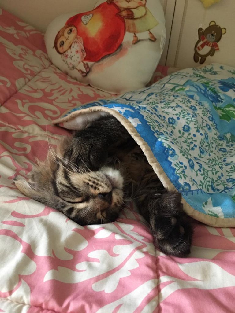 Кот мейн-кун Арнольд (21)