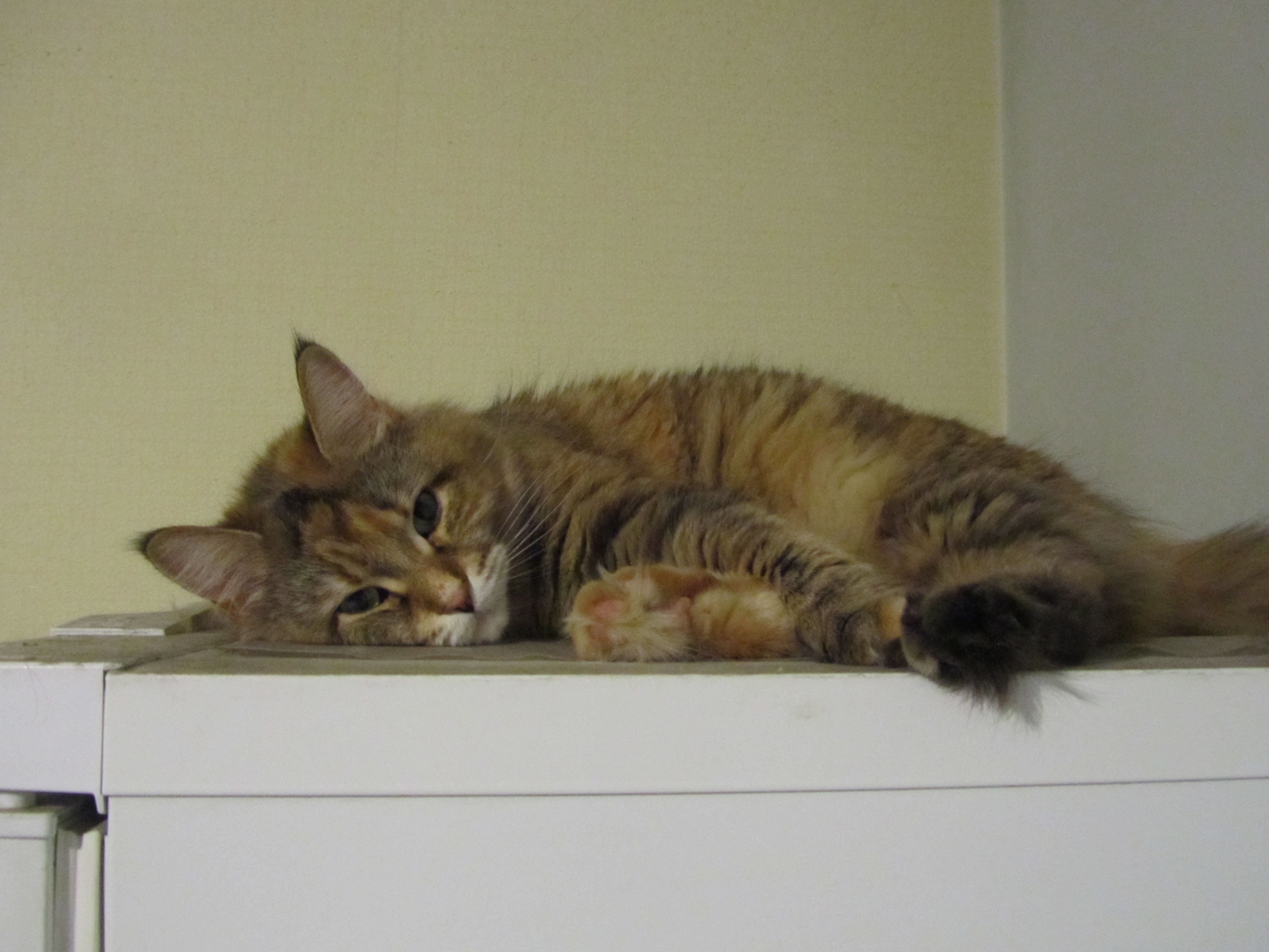 Кошка мейн кун Юки (IMG_0412)