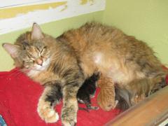 Котята мейн кун (IMG_0495)